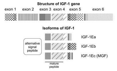 Mechano Growth Factor Mechano Growth Factor